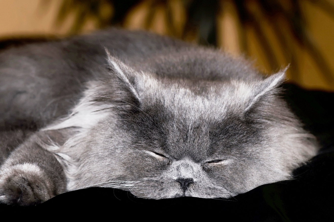 Sleeping pedigree cat.jpg Sleeping pedigree cat.jpg